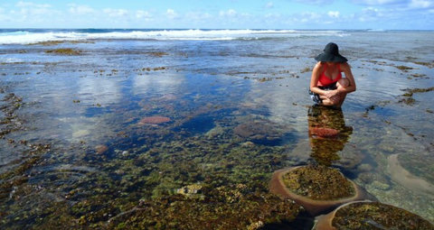 Explore the reef