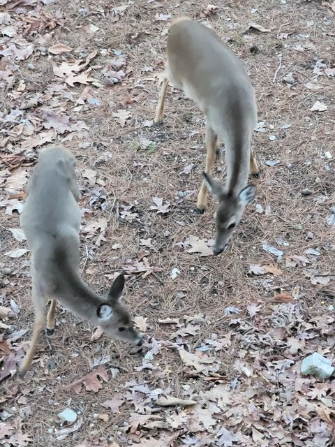 Deer you can watch from the Balcony 