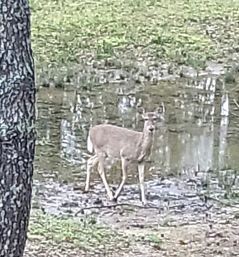 Many deer sightings