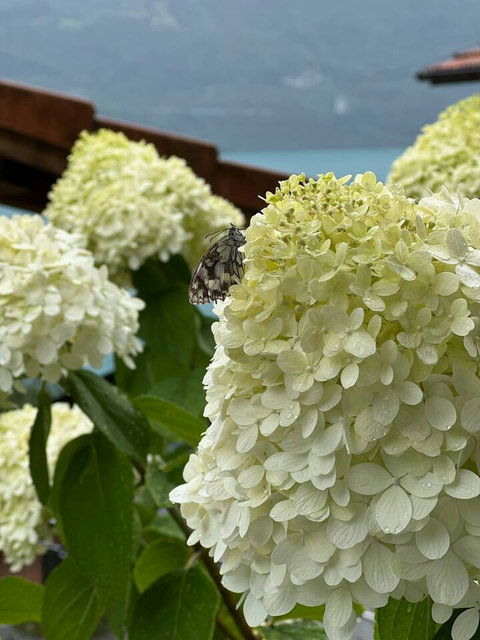 Pristine Swiss Nature.  Witness the delicate beauty of local Swiss butterflies on the blooming hydrangeas. This serene scene captures the clean air and vibrant ecology right on your terrace, overlooking Lake Brienz.