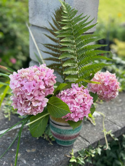 Fresh hydrangeas from the garden in full bloom
