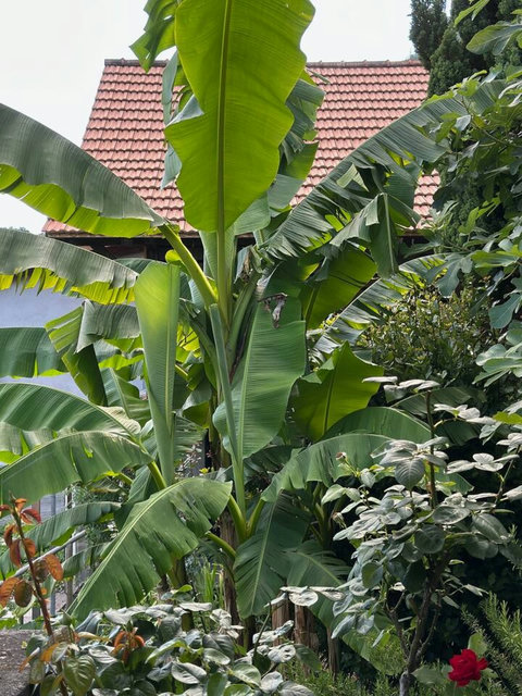 Tropical-style banana plants in the garden
