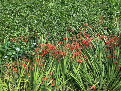 Bright garden flowers adding color to the outdoor space