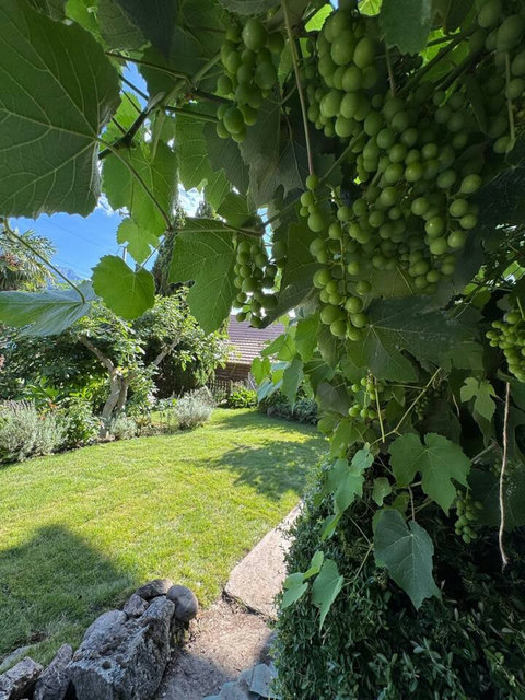 Seasonal grapes growing right in the garden