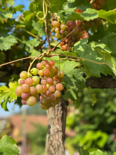 Fresh garden grapes on the vine