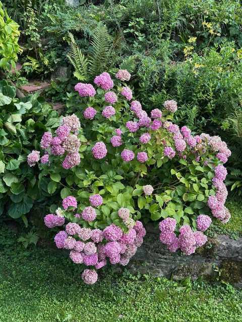 Beautiful hydrangeas blooming in the garden