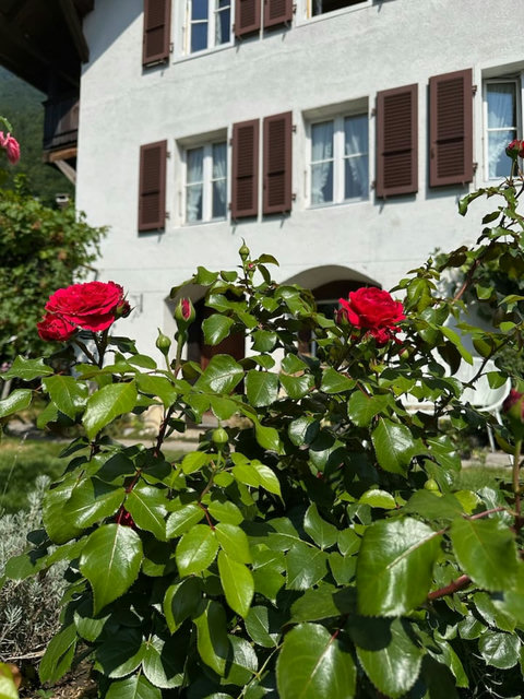 Beautiful rose bushes blooming around the property