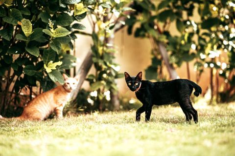 ☻☻☻ We had warned you in description, in property are 2 cats. They are stray cats, I found them both as babies abandoned by their mother. They are not most beautiful cats in the world, but pure balinese breed. ☻☻☻