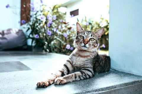 ☻☻☻ We had warned you in description, in property there are cats. Stray cats, I found them as babies abandoned by their mother. 
This is Mr. Scotchie, pure Balinese breed, very friendly cat.  He loves to visit all our guests a lot. ☻☻☻