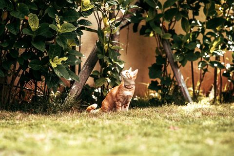 ☻☻☻ We had warned you in description, in property there are cats. They are stray cats, I found them both as babies abandoned by their mother. This girl is Amber, she loves to catch the butterflies, even she never catch any. ☻☻☻