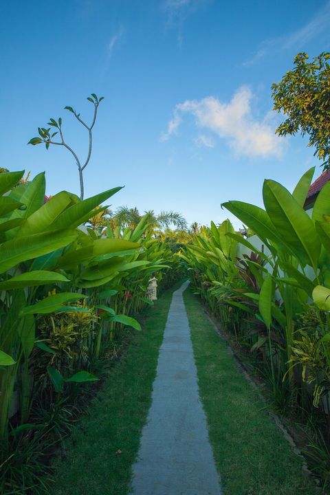 Entrance corridor is full of green and seems infinity. Absolutely instagrammable place!