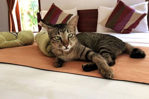 ☻☻☻ We warned you in description, in property are 2 cats. Some guests allow them to go inside. They are really domestic. ☻☻☻