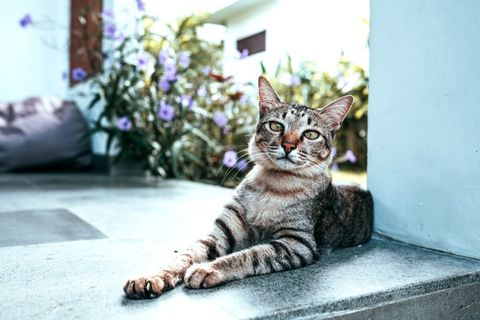 ☻☻☻ We had warned you in description, in property there are cats. Stray cats were found as babies abandoned by their mother. Pure Balinese breed and very lovely. Some guests allow them to sleep with them in the bedroom.  This is Mr. Scotchie. ☻☻☻