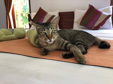 ☻☻☻ We warned you in description, in property are 2 cats. Some guests allow them to go inside. They are really domestic. ☻☻☻