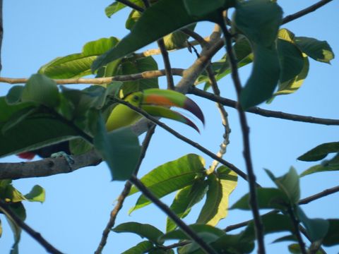 Another Toucan ~ on our property. Over 90 bird species have been sited on our property.  Check out Lucky Dreamer Lodge on eBird for more info