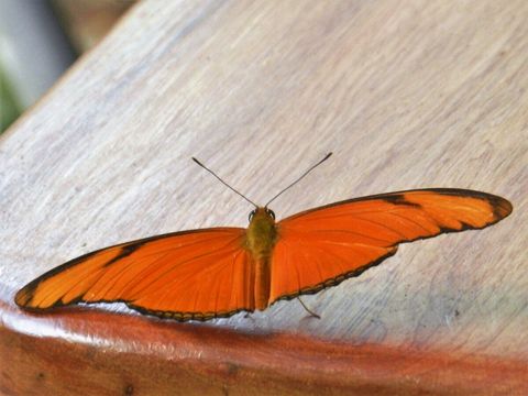 Another butterfly ~ on our property.
