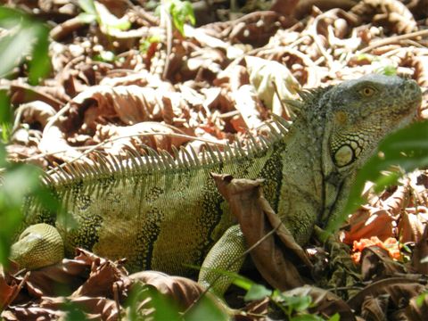 Adult iguana ~ on our property.