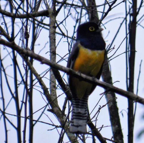One of the many varieties of Trogans that visit our property. Over 90 bird species have been sited on our property.  Check out Lucky Dreamer Lodge on eBird for more info