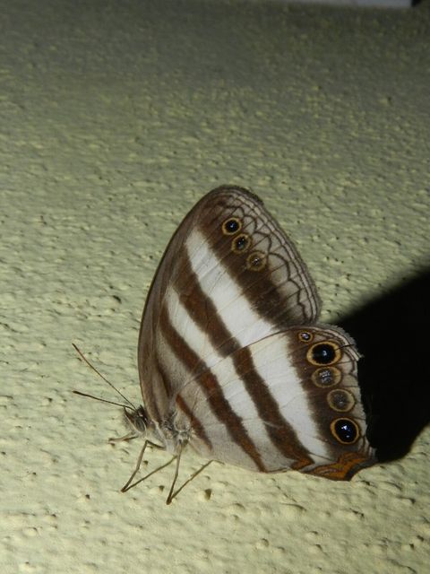 One of several butterflies on our property.