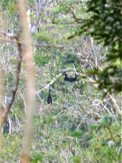 Howler monkeys directly across the river from our property.