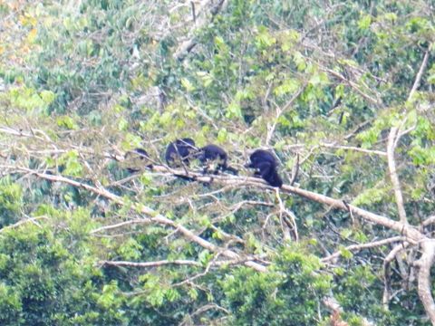 Howler monkeys directly across the river from our property.