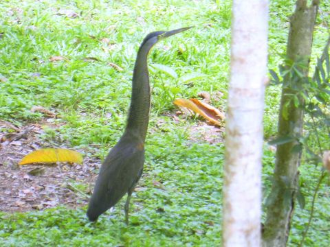 A type of heron (I believe) strutting around our property. Over 90 bird species have been sited on our property.  Check out Lucky Dreamer Lodge on eBird for more info