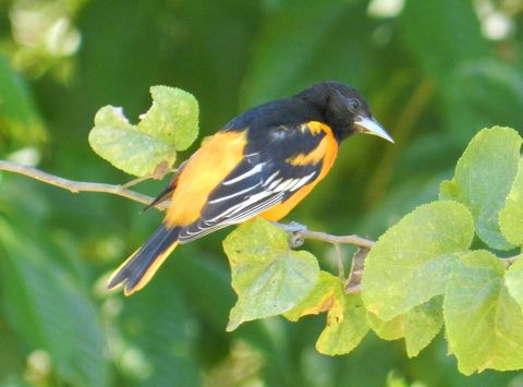 An oriole (I think) ~ on our property. Over 90 bird species have been sited on our property.  Check out Lucky Dreamer Lodge on eBird for more info