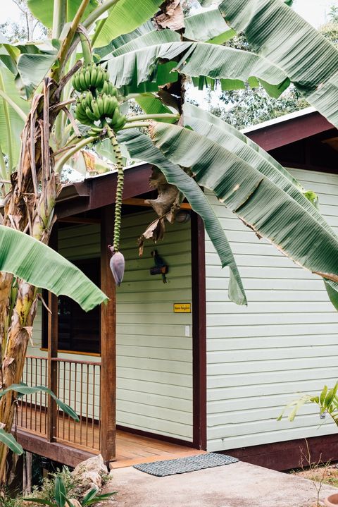 See how the Banana Bungalow got it's name?