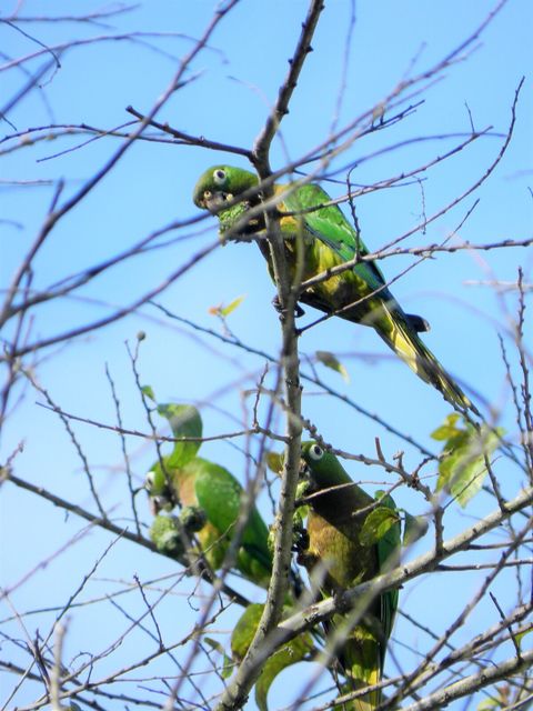 Parrots on our property. Over 90 bird species have been sited on our property.  Check out Lucky Dreamer Lodge on eBird for more info