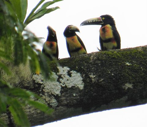 Three Aracari ~ on our property. Over 90 bird species have been sited on our property.  Check out Lucky Dreamer Lodge on eBird for more info