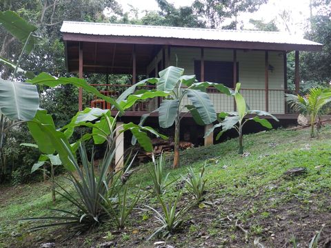 Pineapple patch and banana trees.