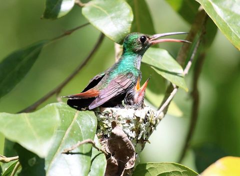 One of several varieties of hummingbirds ~ on our property. Over 90 bird species have been sited on our property.  Check out Lucky Dreamer Lodge on eBird for more info