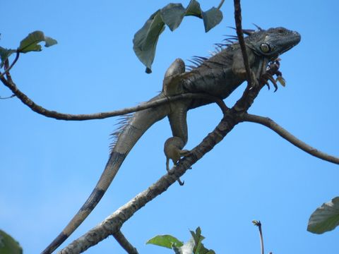 Adult iguana ~ on our property.