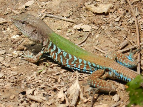 We call this a 'rainbow' lizard ~ on our property.