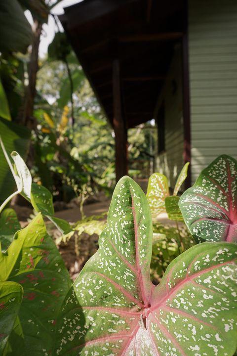 Natural landscaping leading to the Banana Bungalow