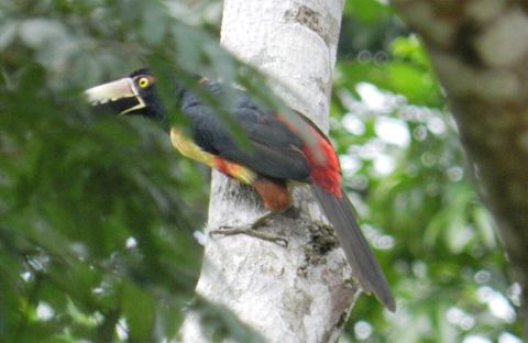 Yet another Aracari ~ on our property. Over 90 bird species have been sited on our property.  Check out Lucky Dreamer Lodge on eBird for more info
