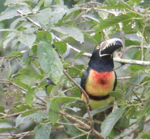 Another Aracari ~ on our property. Over 90 bird species have been sited on our property.  Check out Lucky Dreamer Lodge on eBird for more info