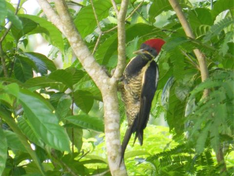 Ivory billed woodpecker ~ on our property. Over 90 bird species have been sited on our property.  Check out Lucky Dreamer Lodge on eBird for more info