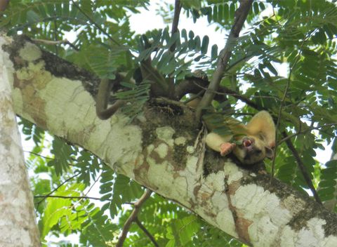 Kinkajou taking an afternoon nap ~ on our property.