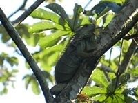 Adult iguana ~ on our property.
