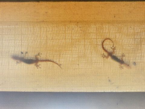 Geckos ~ on our property.