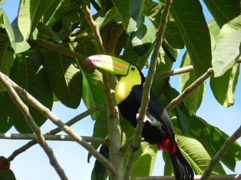 Toucan ~ on our property. Over 90 bird species have been sited on our property.  Check out Lucky Dreamer Lodge on eBird for more info