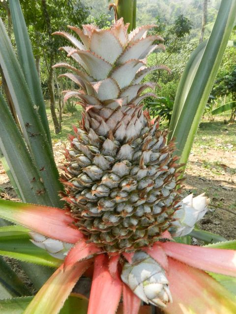 We have several pineapples growing on our property.