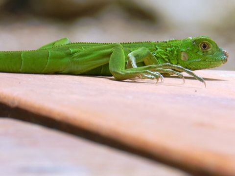 Baby Iguana ~ on our property.