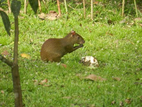 An agouti, enjoying a snack ~ on our property.