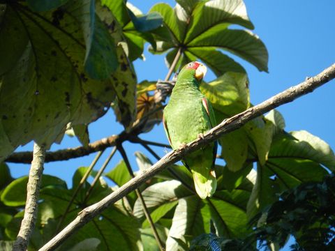 Another parrot ~ on our property. Over 90 bird species have been sited on our property.  Check out Lucky Dreamer Lodge on eBird for more info