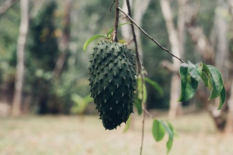 A soursop (guanabana)... which is not sour!  A delicious fruit also on our property.