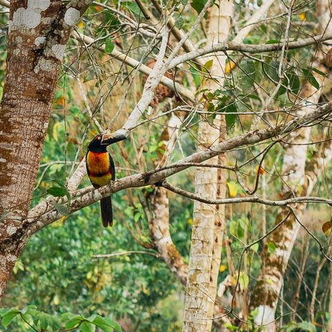 Aracari on our property.  One of the dozens of varieties of birds that frequent our lodge.