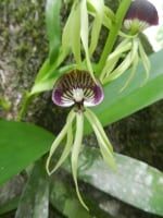 Black Orchid on our property