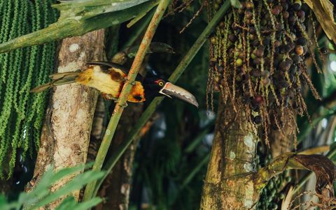 Aracari on our property.  One of the dozens of varieties of birds that frequent our lodge.
